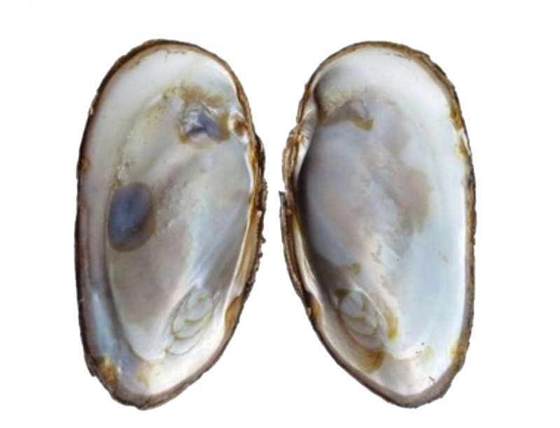 Морские двустворчатые моллюски