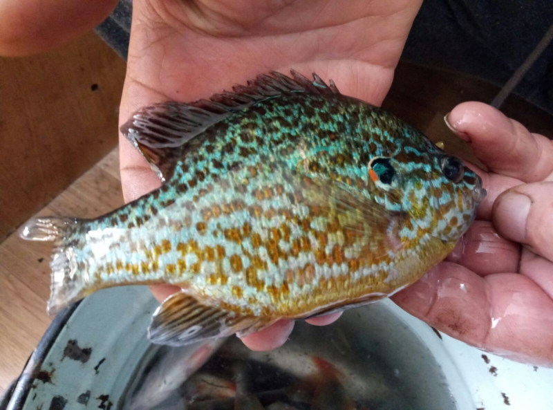 Рыба Солнечный окунь