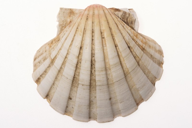 Двустворчатые моллюски перловица