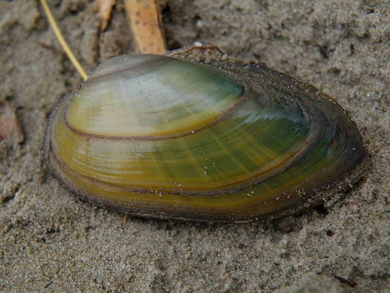 Двустворчатые моллюски мидии устрицы морской гребешок