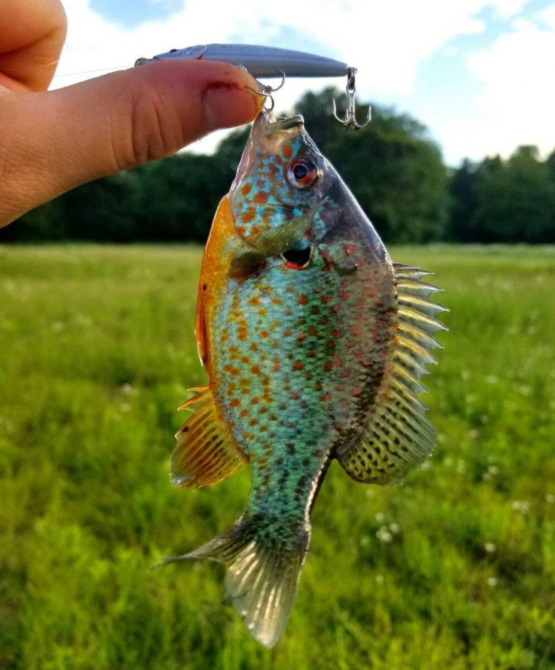 Окунь царек