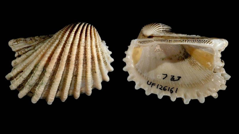 Строение брюхоногих раковины у улиток