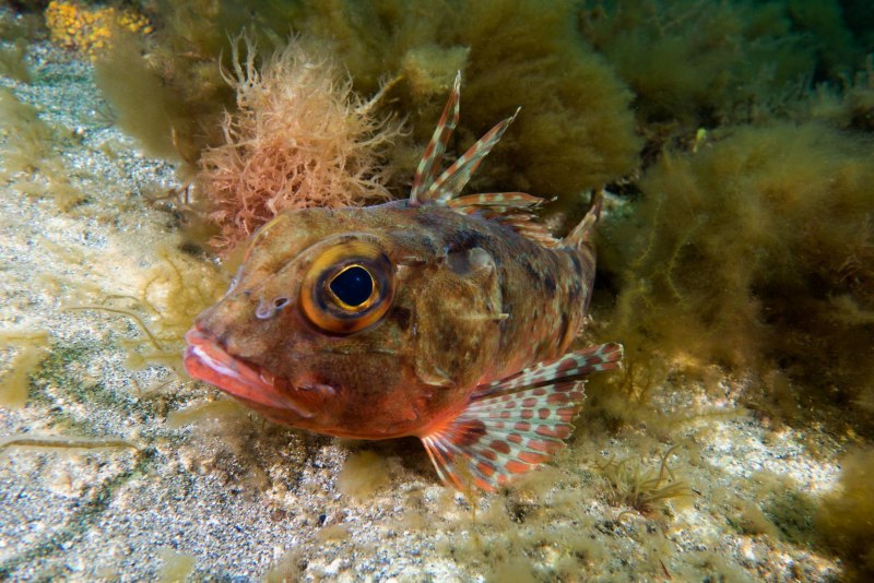 Черноморский мраморный окунь