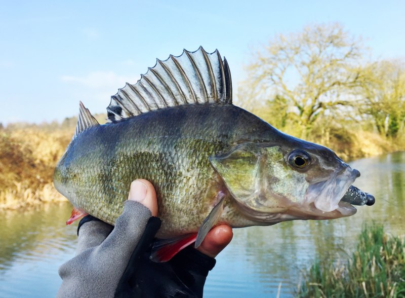 Американский окунь