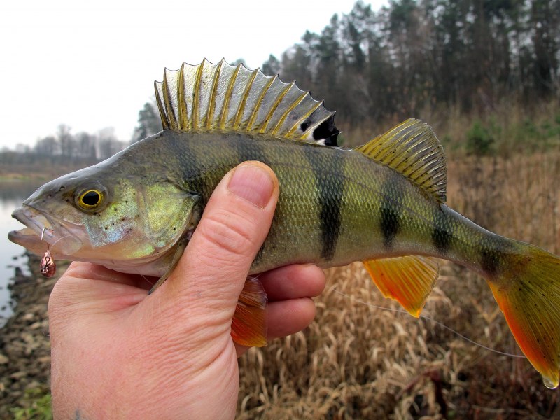 Рыбалка по первому льду на окуня