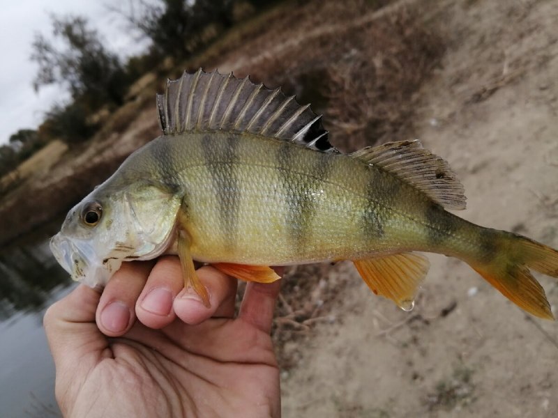 Ихтиофауна амазонки