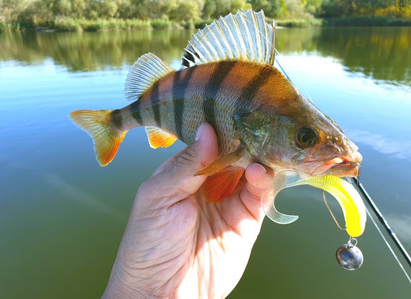 Рыба похожая на окуня