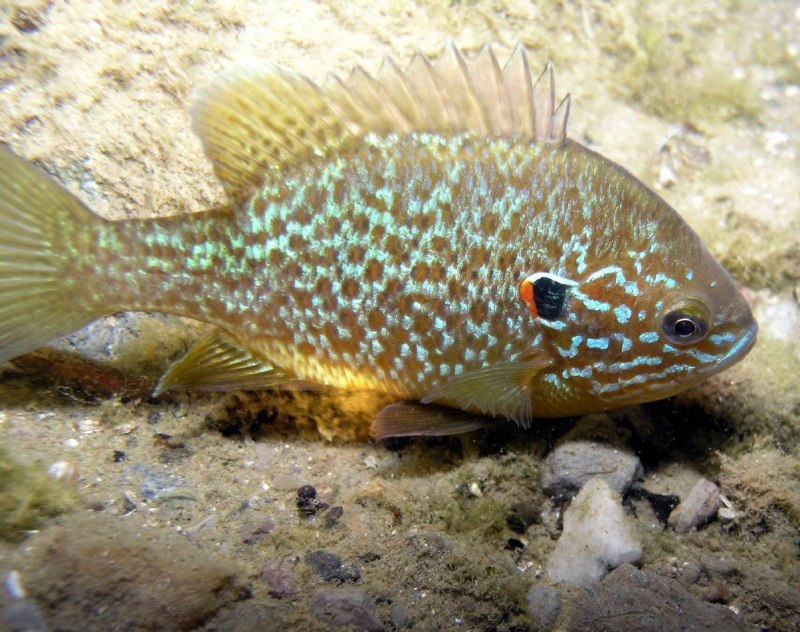 Калифорнийский Солнечный окунь