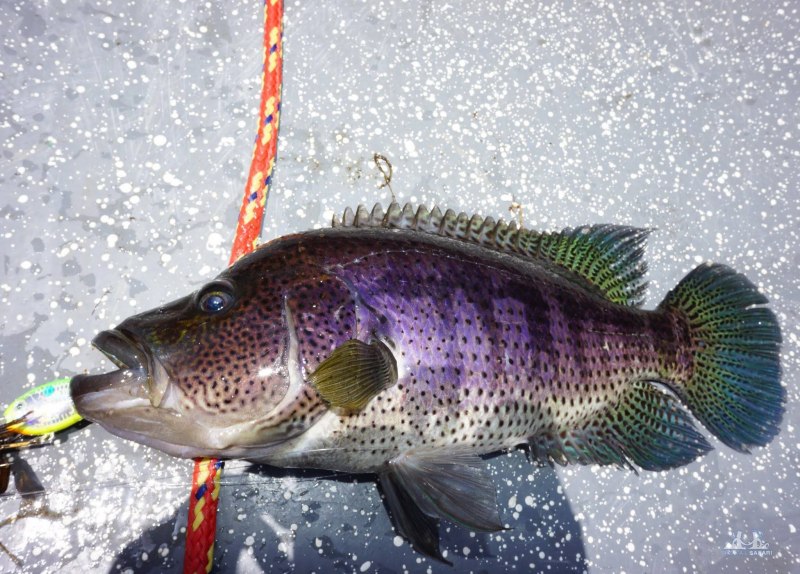 Калифорнийский Солнечный окунь