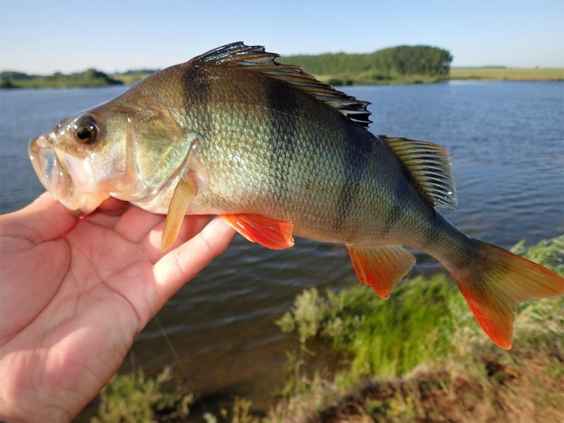 Ханкайский окунь