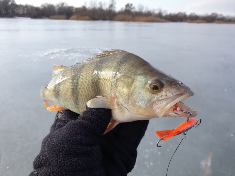Клюворылый морской окунь