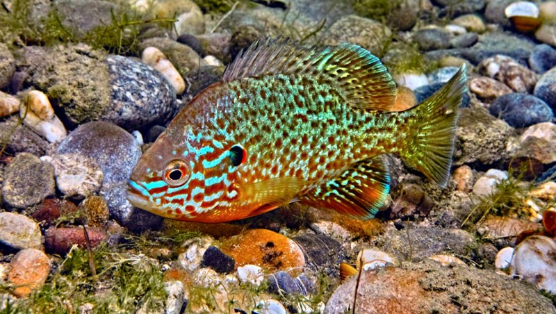 Окунь царек