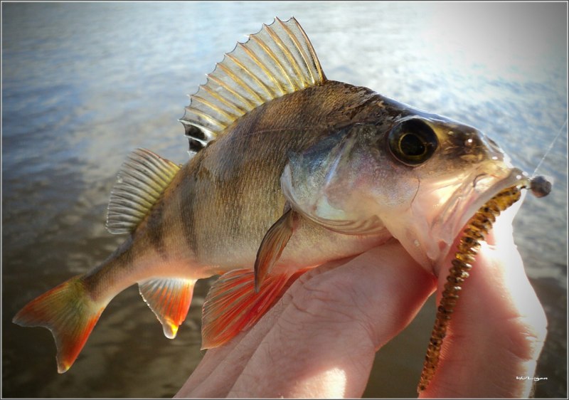 Западно Сибирский окунь