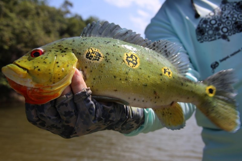 Хищная рыба похожая на окуня