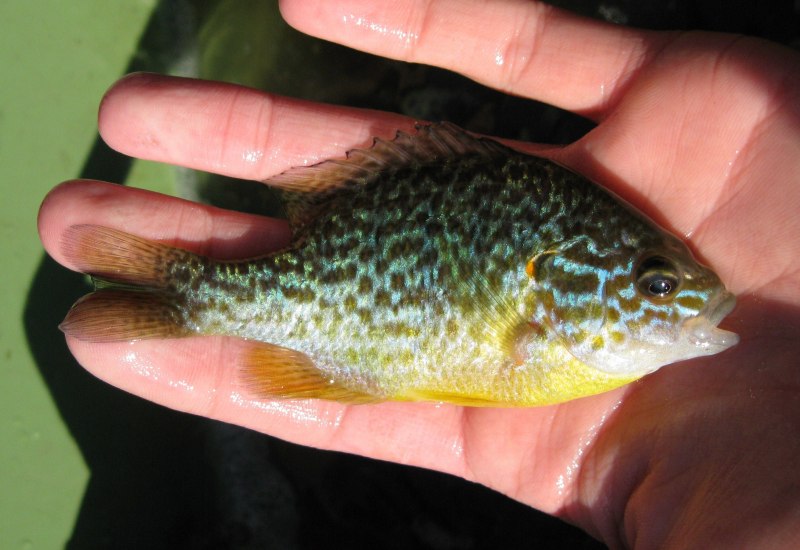 Солнечный окунь царек