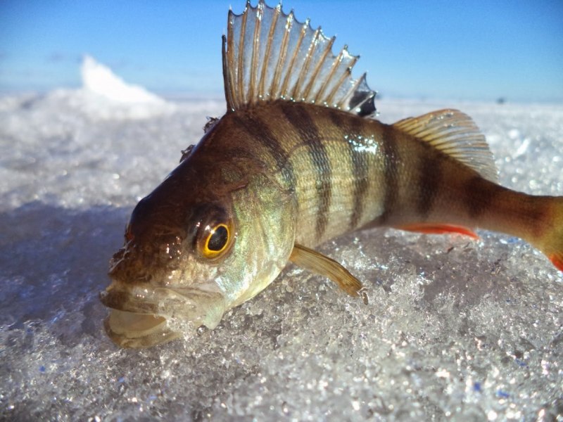 Речной окунь