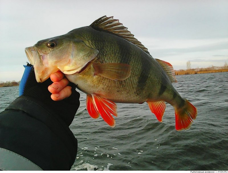 Ловля окуня на твистер