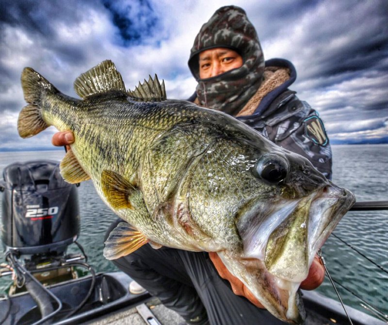 Большеротый окунь