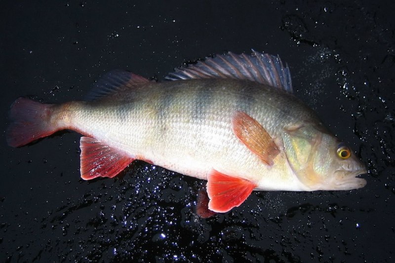 Красноперый окунь