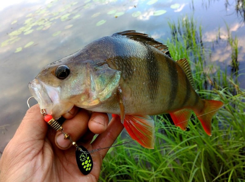 Краснохвостый окунь