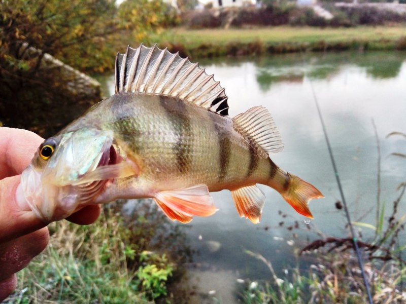 Окунь картинка