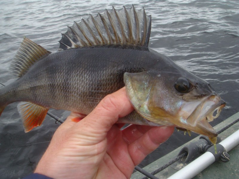 Окунь Озерный