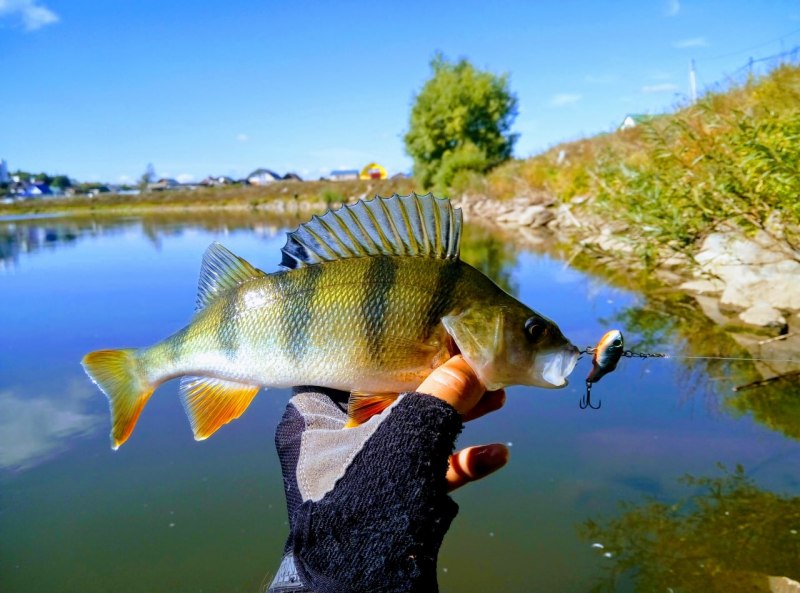 Окунь серанус