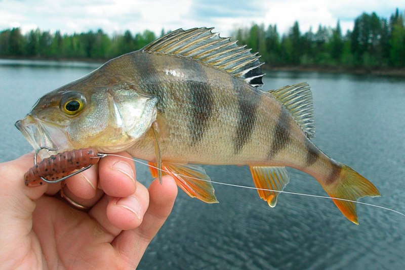 Perca fluviatilis Linnaeus, 1758-Речной окунь