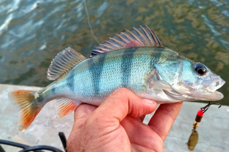 Окунь маленький