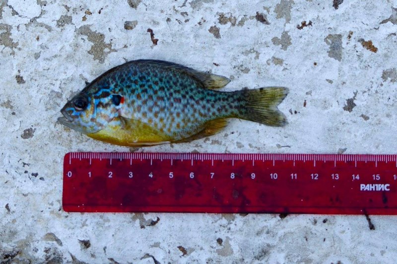 Солнечный окунь Северский Донец