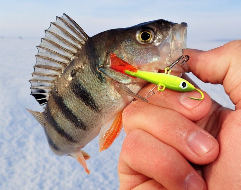 Огромный Речной окунь