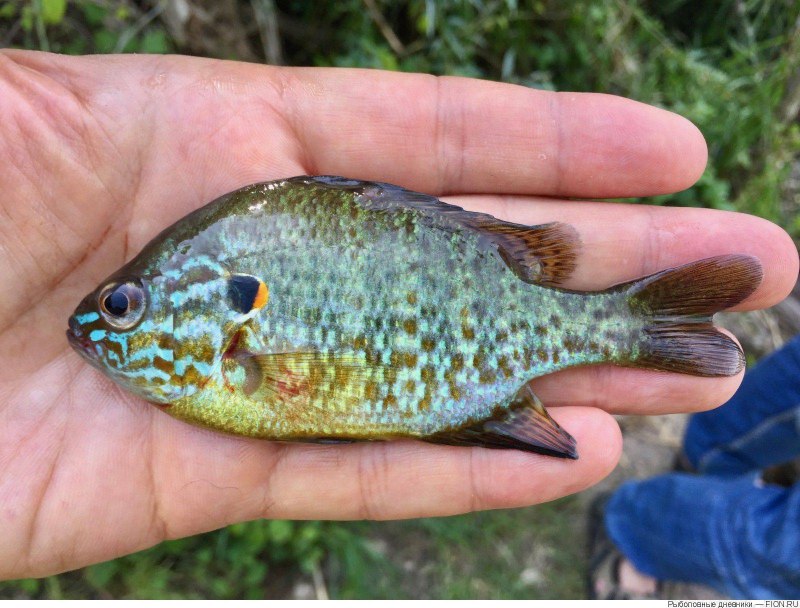 Солнечный окунь царек