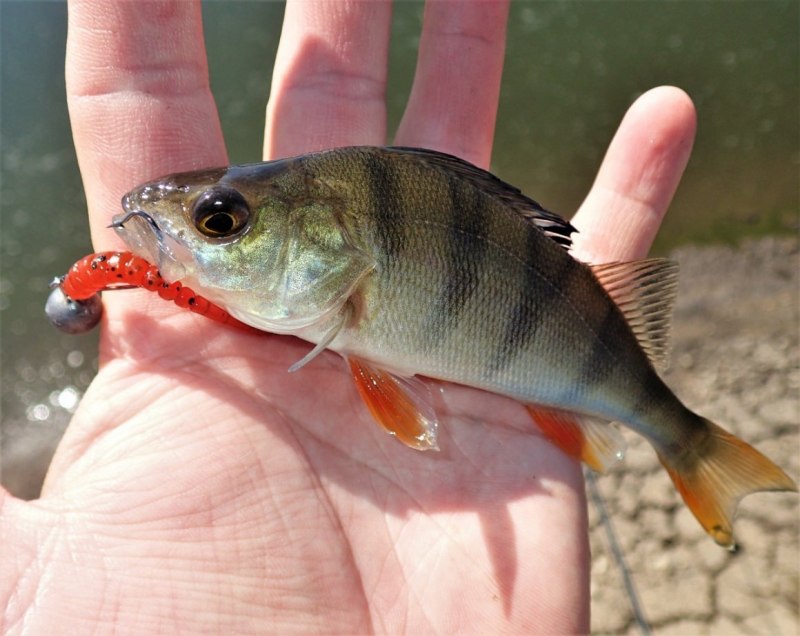 Крупный окунь на спиннинг
