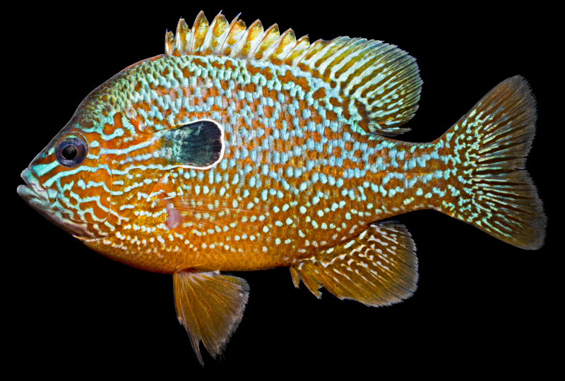 Lepomis megalotis