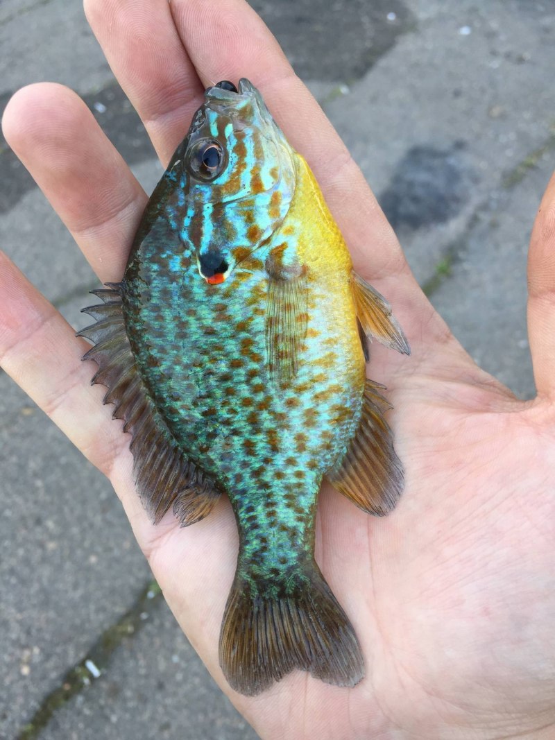 Солнечный окунь царек