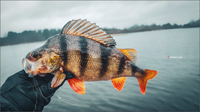 Балансир на окуня