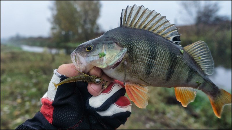 Окунь река пьяна