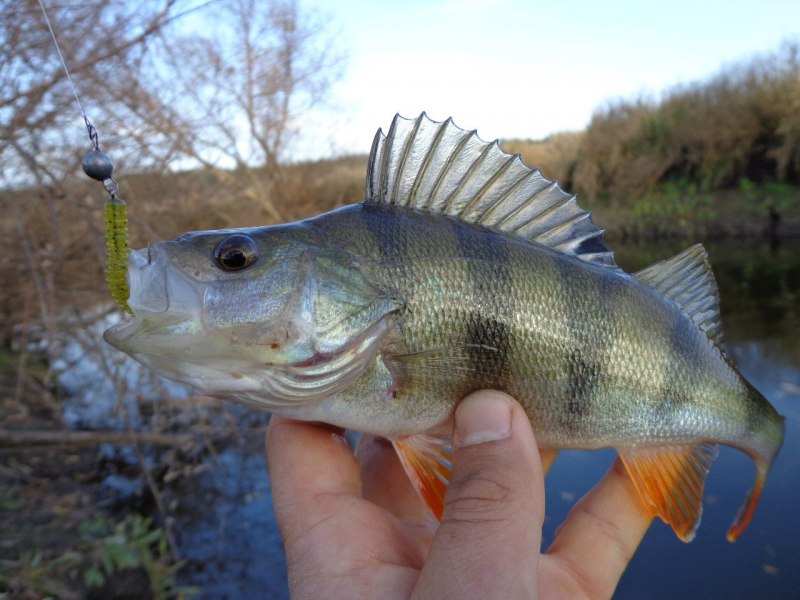 Ханкайский окунь