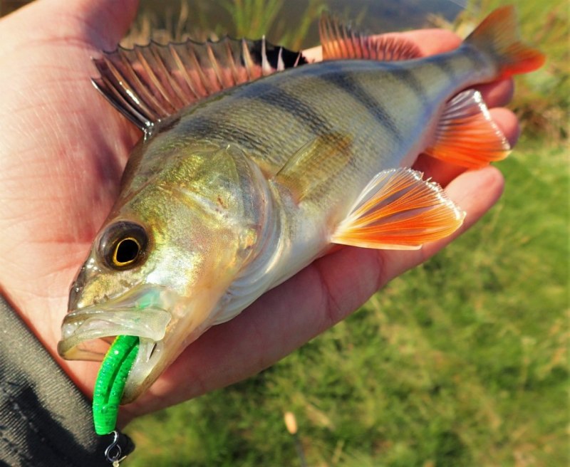 Крупный окунь Горбач