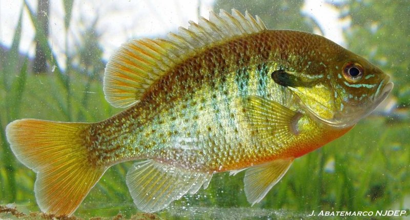 Окунь царек