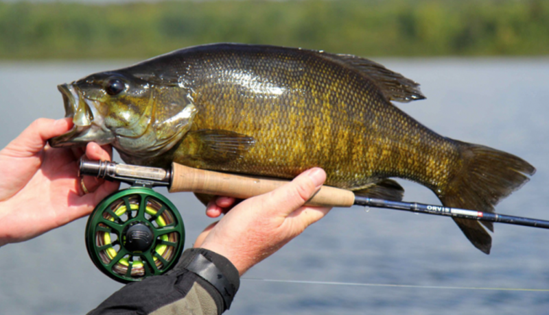 Окунь мембару