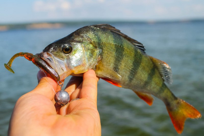 Балансиры на окуня со льда