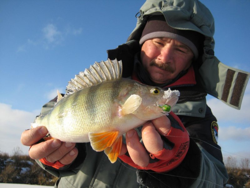 Отводной на окуня