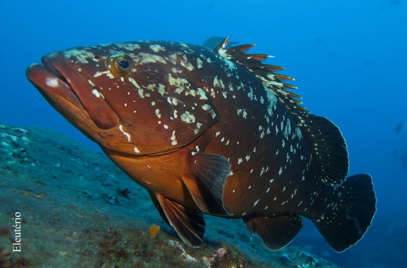 Красноперый окунь