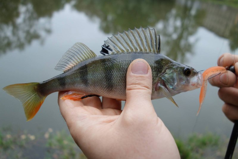 Ушастый окунь аквариумная рыбка