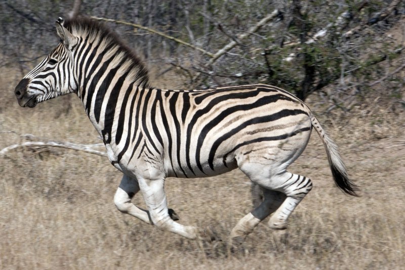 Зебра квагга