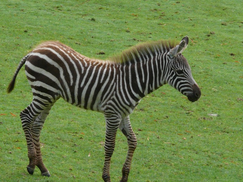 Equus quagga