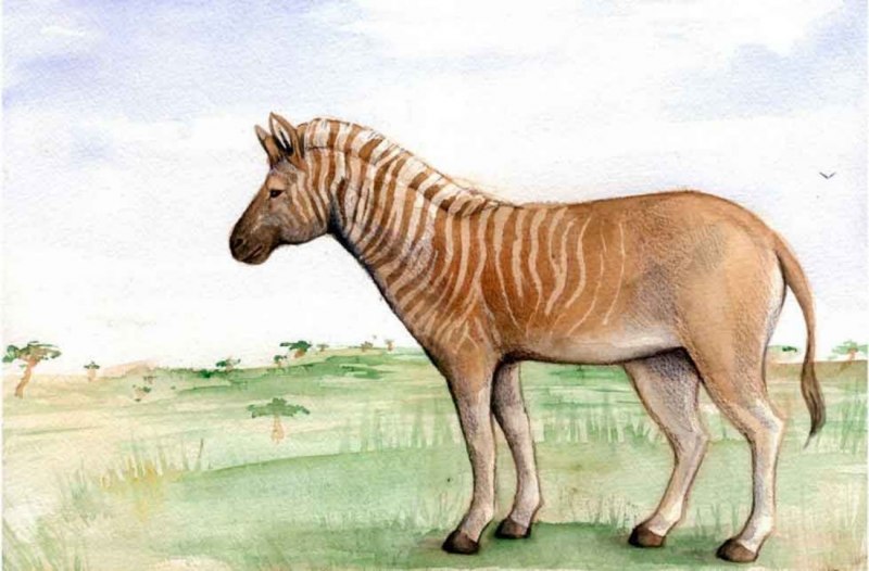 Степная Зебра обитавшая в ЮАР