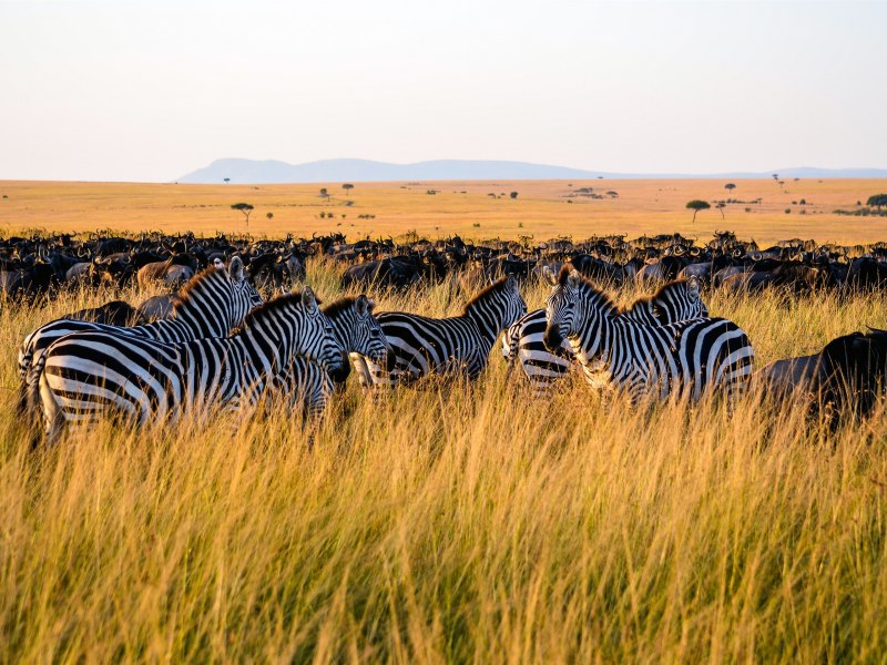 Степная Зебра обитавшая в ЮАР 6