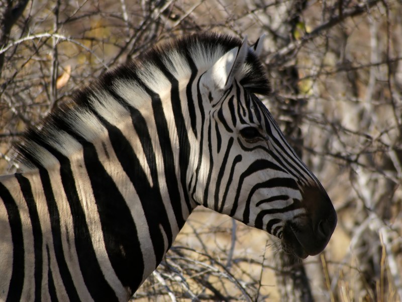Бурчеллова Зебра квагга
